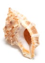 Large seashell