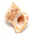 Large seashell