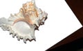 Large seashell on white background