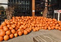 Large display of seasonal pumpkins outside New Seasons Market, Portland, Oregon Royalty Free Stock Photo