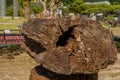 Large section petrified tree truck