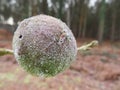 large seed frozen by the cold winter plant fruit