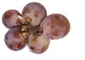 A large, seeded red grape with firm flesh