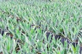 Large seedlings of the blue American agave plant grown for sale in pots outdoors at a garden center plantation Royalty Free Stock Photo