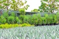 Large seedlings of blue American agave and yucca in the background, grown for sale in pots outdoors at a garden center plantation Royalty Free Stock Photo