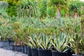 Large seedlings of the blue variegated American agave plant and other prickly pear cacti grown for sale in pots outdoors at the Royalty Free Stock Photo