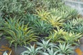 Large seedlings row blue agave plant grown for sale in pots outdoors at a garden center plantation. Royalty Free Stock Photo