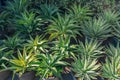 Large seedlings row blue agave plant grown for sale in pots outdoors at a garden center plantation. Royalty Free Stock Photo