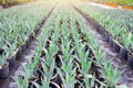 Large seedlings row blue American agave plant grown for sale in pots outdoors at a garden center plantation Royalty Free Stock Photo