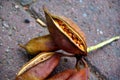 Large Seedpods Royalty Free Stock Photo