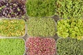 Large selection of different microgreens. Photography from above, boxes with sprouts of young green peas, radishes Royalty Free Stock Photo