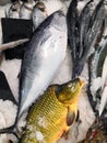 a large selection of fresh fish lying in the ice on the counter of the supermarket. Text in Russian: salmon, steak, piece, carp, Royalty Free Stock Photo