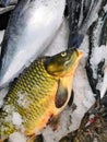 a large selection of fresh fish lying in the ice on the counter of the supermarket. Text in Russian: salmon, steak, piece, carp, Royalty Free Stock Photo