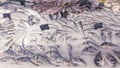 Large selection of fresh fish lying in ice on a supermarket counter. Royalty Free Stock Photo