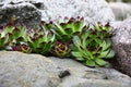 Sempervivum among stones in approach. Royalty Free Stock Photo