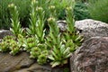 Sempervivum before blossoming. Royalty Free Stock Photo