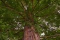 A large sequoia seen from below Royalty Free Stock Photo