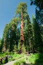 A large sequoia tree