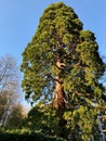 A very large sequoia tree, shot from below. Royalty Free Stock Photo