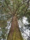 Large sequoia, view from below