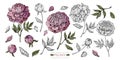 Large set of Botanical illustration. Peony flowers, leaves, stems, buds hand drawn in color and in black and white line. Romantic