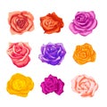 Large set of bright beautiful rosebuds in different colours on white Royalty Free Stock Photo