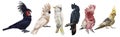 a large set of cockatoo parrots. Realistic illustration of parrot species. Macaw, black cockatoo, corella, palm cockatoo Royalty Free Stock Photo