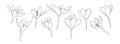 A large set of crocus or saffron flowers drawn by lines. Outline flower icon collection for invitations or spring