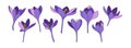 Large set of crocus or saffron flowers in purple. Collection of flower icons for invitations