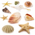 Large set of different sea shells isolated. Stacked photo Royalty Free Stock Photo