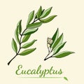 Large set of eucalyptus leaves and branches