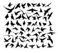 A large set of flying and standing birds. Vector illustration Royalty Free Stock Photo