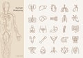 Large set of linear icons of human organs with signatures