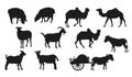 Large set of livestock silhouettes. Camels, sheep, goats, donkeys.