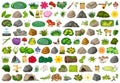 Large set of nature objects Royalty Free Stock Photo