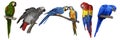 a large set of parrots. Realistic illustration of parrot species. Macaw parrots, blue macaw, Jaco and yellow-blue macaw Royalty Free Stock Photo