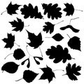 A large set of silhouettes of autumn leaves from trees, vector illustration Royalty Free Stock Photo