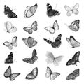 A large set of watercolor butterflies in black and white. Illustration of handmade paint