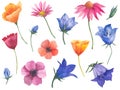 Large set of watercolor illustrations of flowers, California poppy, bluebell buds, anemones, cosmea flower, echinacea