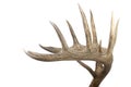 Large set of whitetail buck antlers side view Royalty Free Stock Photo