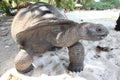The large Seychelles turtle is a symbol of the islands Royalty Free Stock Photo