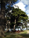 Large Shady Tree over a Park Canopy