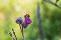 A large shaggy bright yellow and brown bumble bee with pollen on his fur pollinates purple burdock flowers in the garden in summer