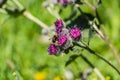 A large shaggy bright yellow and brown bumble bee with pollen on his fur pollinates purple burdock flowers in the garden in summer