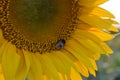A large shaggy bumblebee on a sunflower collects nectar. Royalty Free Stock Photo