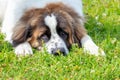 Large Shaggy Dog Breed Moscow Watchdog With A Sad Look Lying On The Grass