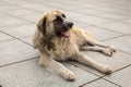 A Large Shaggy Dog With Dirty Fur Lies On The Street. Homeless Dogs In Tbilisi.