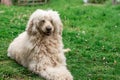 A Large Shaggy Dog Lies On The Green Grass. White Royal Poodle