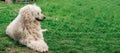 A large shaggy dog lies on the green grass. White royal poodle. Banner, place for text Royalty Free Stock Photo