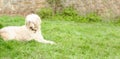 A large shaggy white dog lies on the green grass. The royal poodle is resting. Banner Royalty Free Stock Photo